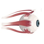 Význam zraku – anatómia a fyziológia oka