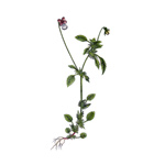 Fialka trojfarebná – Viola tricolor L.