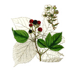 Ostružina krovitá – Rubus fruticosus L.