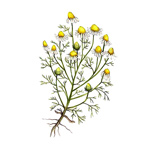 Rumanček pravý – Matricaria chamomilla