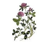 Ďatelina lúčna – Trifolium pratense L.