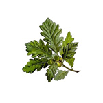 Dub letný – Quercus robur L. , Dub zimný – Quercus petraea