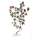 Ďatelina roľná – Trifolium arvense