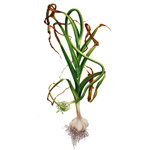 Cesnak kuchynský – Allium sativum L